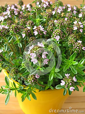 Winter savory in flowerpot Stock Photo