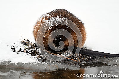 Winter scene of a cute little muskrat eating along the edge of a frozen river Stock Photo