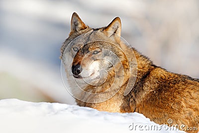 Winter scene with danger animal in the forest. Gray wolf, Canis lupus, portrait with stuck out tongue, at white snow. Detail face Stock Photo