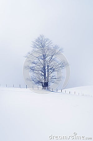 Winter scene with lonely tree Stock Photo