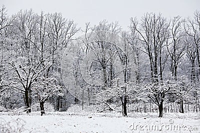 Winter Scene in Orchard Stock Photo