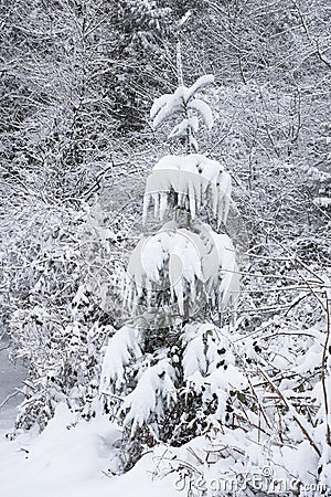 A winter scene with a small snow-covered pine with droopy branches Stock Photo