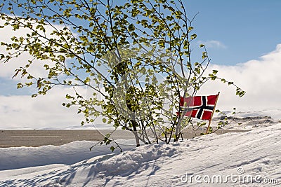 Winter scene with snow, small tree with leafs and norwegian flag Stock Photo