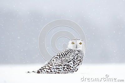 Winter scene with white owl. Snowy owl, Nyctea scandiaca, rare bird sitting on the snow, snowflakes in wind, Manitoba, Canada. Wil Stock Photo