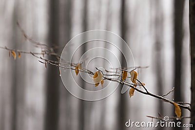 Winter scenery in a mountain forest, with frost and fresh powder snow Stock Photo