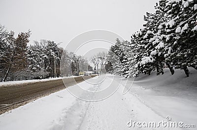 Frost spruce trees in winter park Stock Photo
