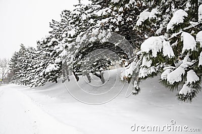 Frost spruce trees in winter par Stock Photo