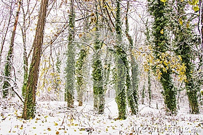 Winter season at Herastrau park Bucharest,Romania.A maginificent landscape covered with snow Stock Photo