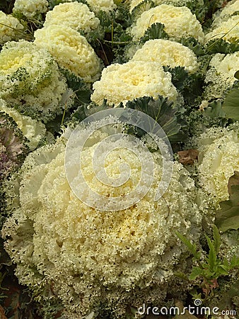 Winter season vegetables /flowers found at a farm of haryana Stock Photo