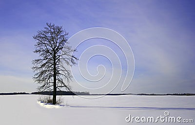 Winter Sentinel Stock Photo