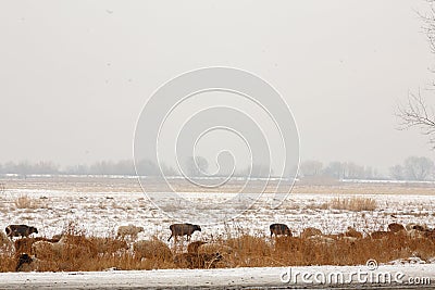 In winter, sheep and sheep graze on the street. In the fields, a flock of sheep among the grass. Stock Photo