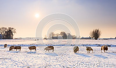 Winter sheep Stock Photo