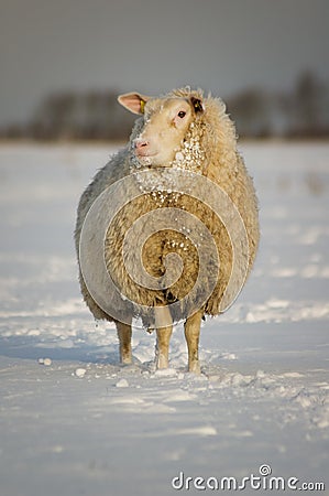 Winter sheep in snow Stock Photo