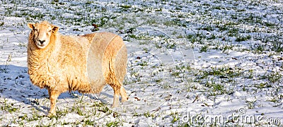 Winter Sheep in the snow Cotswolds near Stroud England United Kingdom Stock Photo