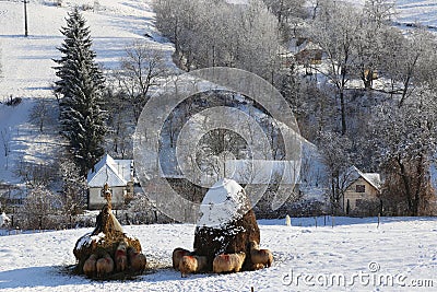 Winter sheep in snow at haystacks Stock Photo