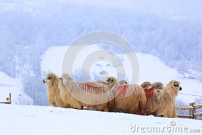 Winter sheep in snow Stock Photo