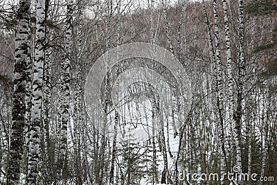 Siberian birch and pine forest in winter Stock Photo