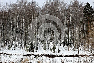 Siberian birch and pine forest in winter Stock Photo