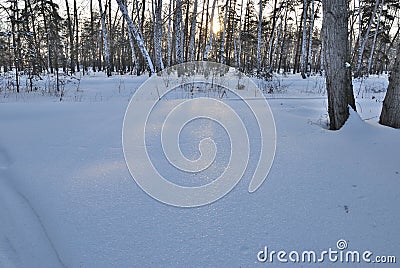 Winter Siberian forest Stock Photo