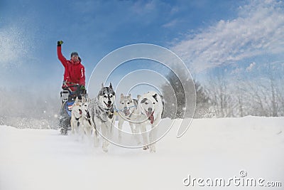 Winter sled dog race in the wonderful winter landscape in the ba Editorial Stock Photo