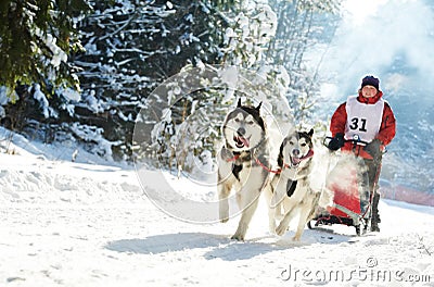 Winter Sled dog racing ï¿½ musher and Siberian husky Stock Photo