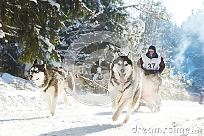 Winter Sled dog racing musher and Siberian husky Stock Photo