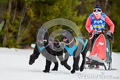 Winter sled dog racing Editorial Stock Photo
