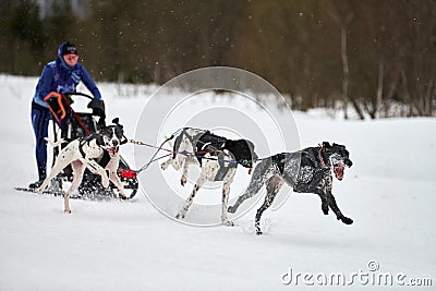 Winter sled dog racing Editorial Stock Photo