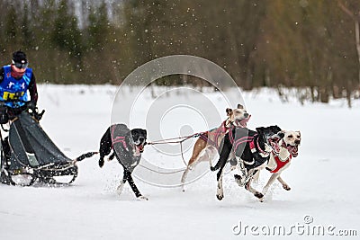 Winter sled dog racing Editorial Stock Photo