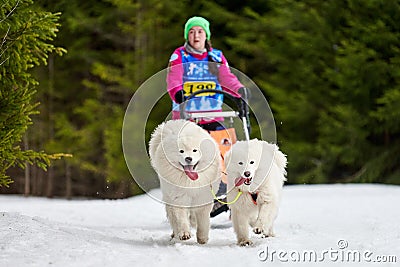 Winter sled dog racing Editorial Stock Photo