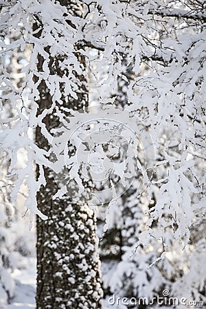 Winter snow clad trees in Scotland Stock Photo