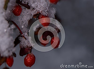 Winter snow covered red fire bush berries in midwinter Stock Photo