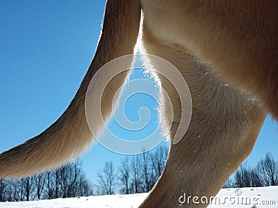 Winter snow with dog photobomb Stock Photo