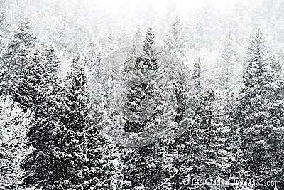 Winter snow falling on san isabel national forest Stock Photo