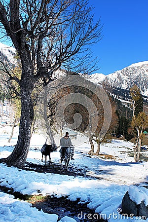Cow boy at snowy mountain valley in Kashmir in India. Editorial Stock Photo