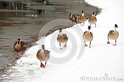 Several wild geese are walking freely on the snow-covered shore. Stock Photo