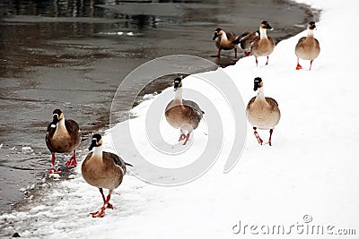 Several wild geese are walking freely on the snow-covered shore. Stock Photo