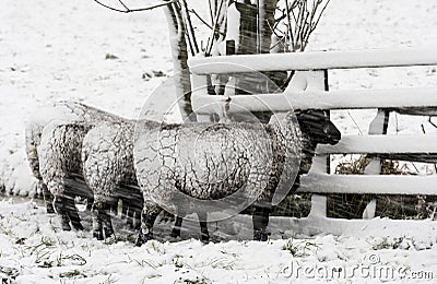 Four Sheep Snow Storm Noordeloos Stock Photo