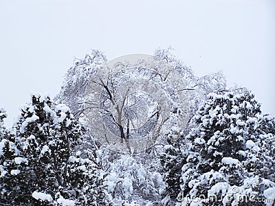 Winter snow weighing down trees in Santa Fe Stock Photo