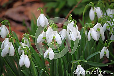 Snowdrop Flower Stock Photo