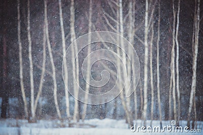 Snowing Stock Photo