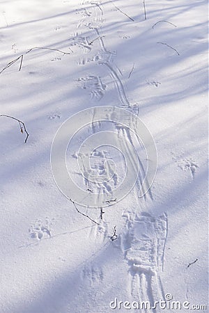 Winter snowshoe tracks on crusty snow Stock Photo