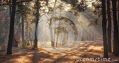 Winter. Snowy forest. Branches bend from a lot of snow. Morning. The sun`s rays permeate the trees. Stock Photo