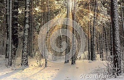 Winter. Snowy forest. Branches bend from a lot of snow. Morning. The sun`s rays permeate the trees. Stock Photo