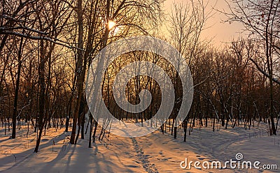 Winter. Snowy forest. Branches bend from a lot of snow. Morning. The sun`s rays permeate the trees. Stock Photo