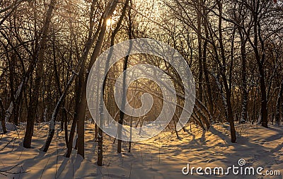 Winter. Snowy forest. Branches bend from a lot of snow. Morning. The sun`s rays permeate the trees. Stock Photo