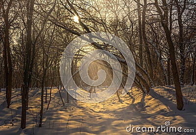 Winter. Snowy forest. Branches bend from a lot of snow. Morning. The sun`s rays permeate the trees. Stock Photo