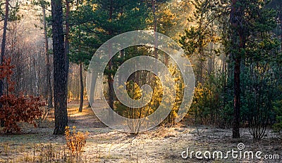 Winter. Snowy forest. Branches bend from a lot of snow. Morning. The sun`s rays permeate the trees. Stock Photo