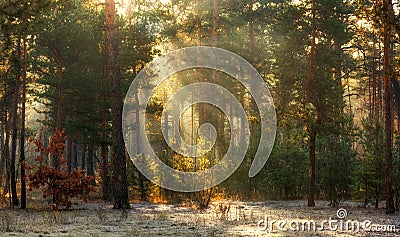 Winter. Snowy forest. Branches bend from a lot of snow. Morning. The sun`s rays permeate the trees. Stock Photo