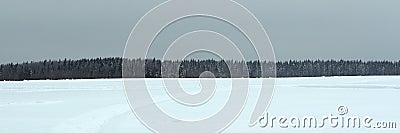 Winter snowy forest on gray cloudy sky background Stock Photo